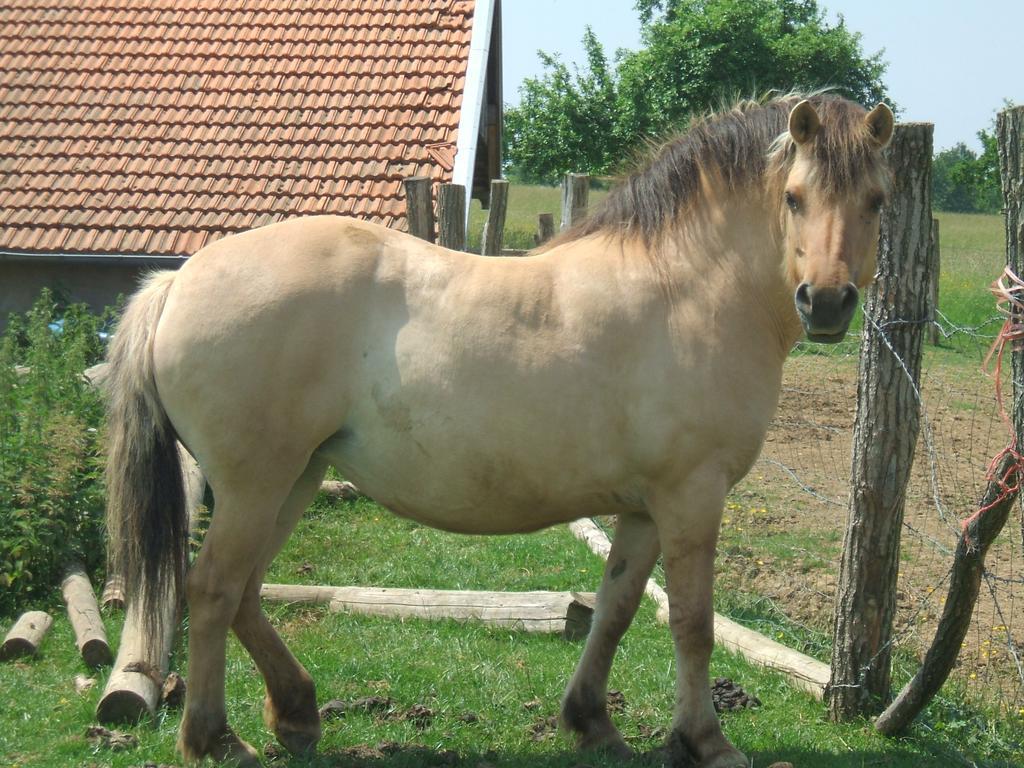 La Ferme Des 3 Suissesses Bed & Breakfast Saint-Paul  Eksteriør bilde